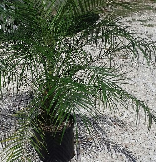 Exotic Palms For Sale - Call 876-416-4027