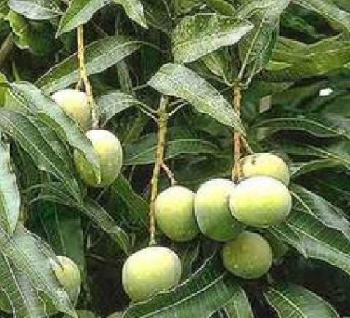 Fruit Trees For Sale