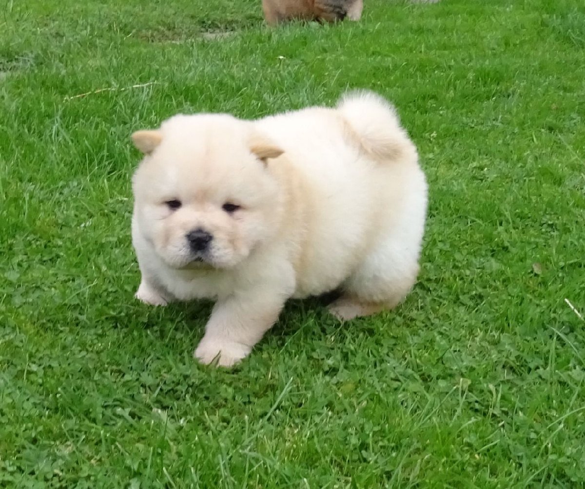 Home Trained Chow Chow Puppies Available for sale in St