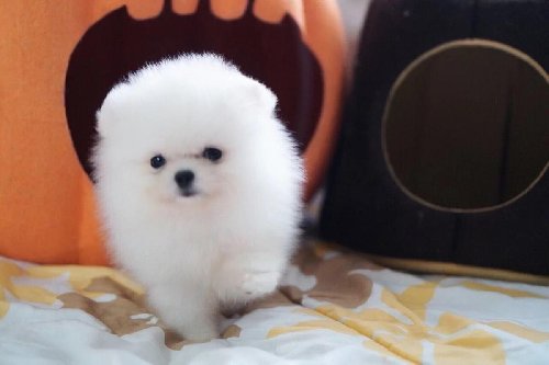 White Pomeranian Puppies Available For Sale