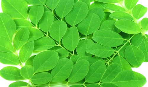 Moringa Seeds And Leaves Wanted - Paying Per Pound