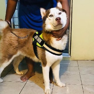 Jamaica Husky Kennel Large Dogs For Sale