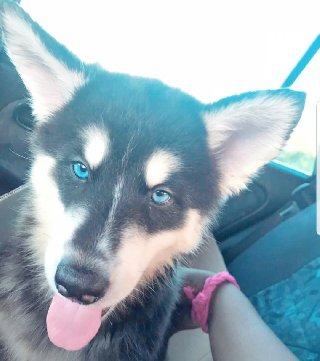 Jamaica Husky Kennel Large Dogs For Sale