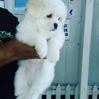 Jamaica Husky Kennel Small Dogs For Sale