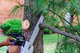Tree Cutting And Trees Pruning Services 