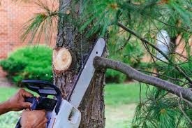 Tree Cutting And Tree Pruning Services 