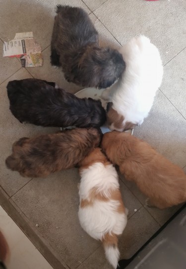 Shih Tzu Pomeranian Mix Puppies 