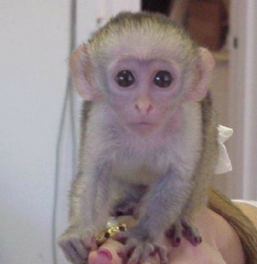 Outstanding Capuchin Monkeys For Sale Text Us 