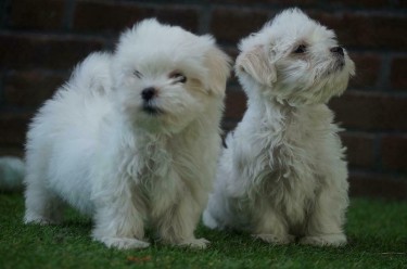 Beautiful Shih Tzu Puppies For Adoption
