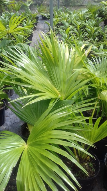 Beautiful Washintonia Palms For Sale 
