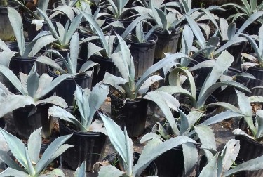 Beautiful Agave Plants For Sale 