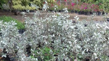 Beautiful Texas Sage Plants For Sale 