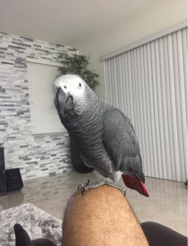 Well Tamed Talking African Grey Parrots