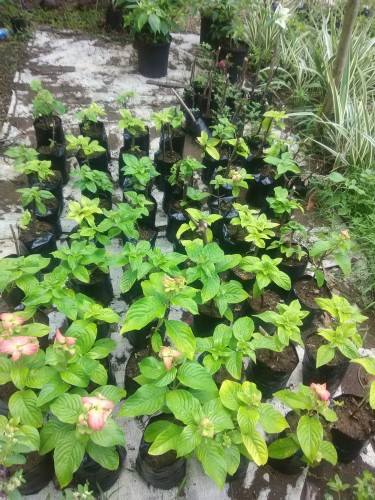 Bougainvilleas,hibiscus,Texas Sage & Lots More