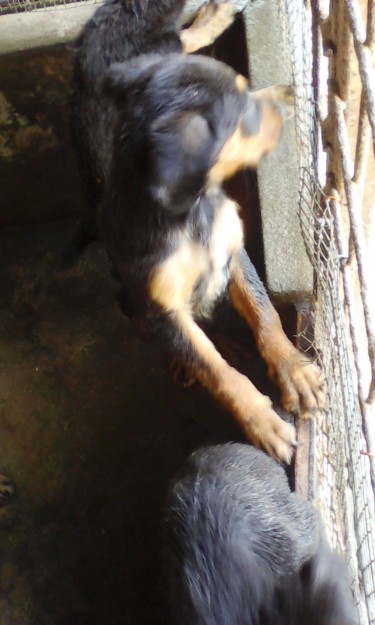 Rottweiler Puppies Mixed 12 Weeks Old For Sale At 
