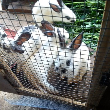 4 Weeks Old Rabbits Starting At $3000 Each.