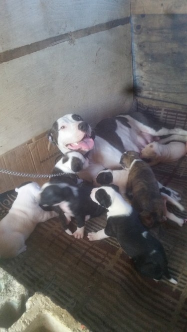 Pitbull, Bulldog, Mastiff Mix Puppies 