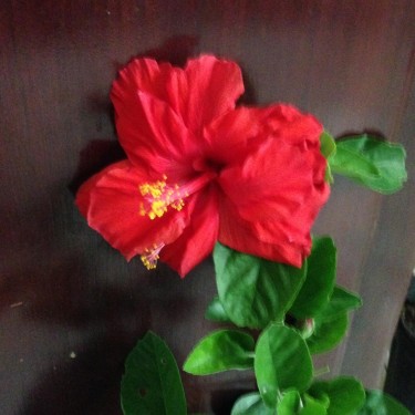 Gorgeous Hibiscus Plant For Sale 