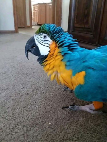 Male And Female Blue And Gold Macaw 