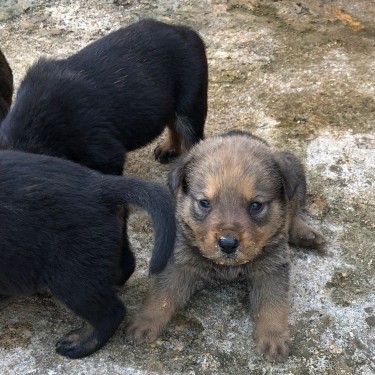 German Shepherd Rottweiler Mix Puppies