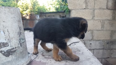 Male German Shepard Pup Registered 