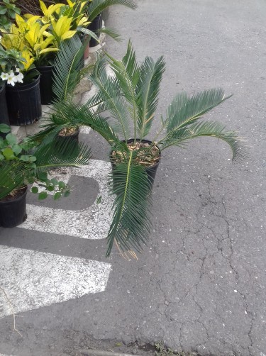Beautiful Sago Palm For Sale 