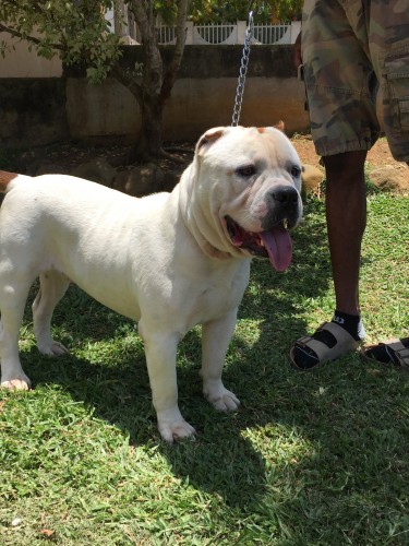 Male American Bully Studding Services