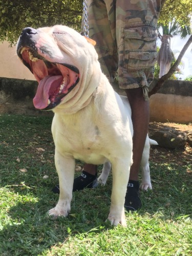Male American Bully Studding Services