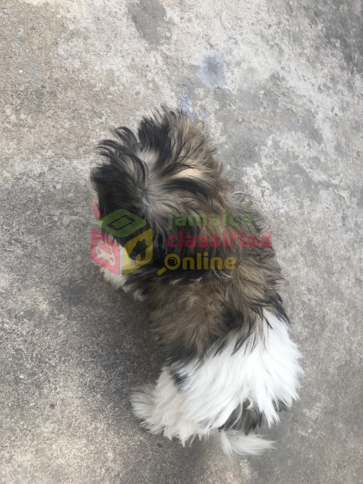 77+ Shih Tzu And Poodle Puppies For Sale