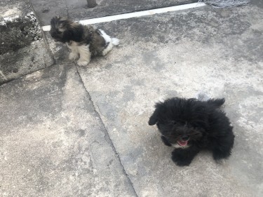 Shih Tzu Poodle Mix Puppies For Sale 