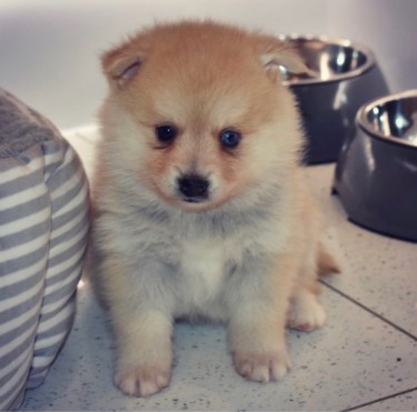 Purebred Teacup Pomsky Puppies Available For Good 