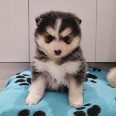 Purebred Teacup Pomsky Puppies Available For Good 