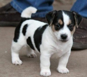 Two Jack Russell Pups For Adoption
