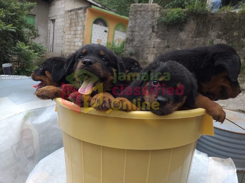 PUREBRED ROTTWEILER PUPPIES for sale in Halfway Tree