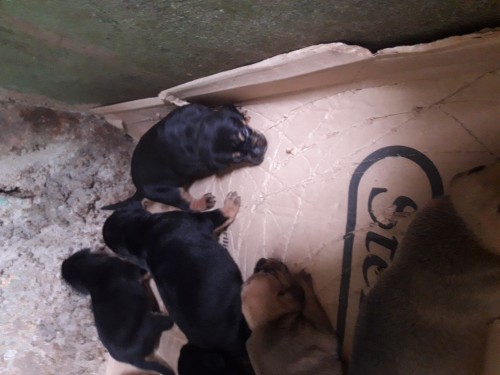 Rottweiler Mix Puppies For Sale