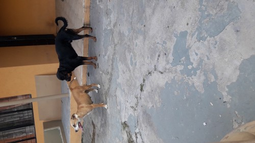 Rottweiler Mix Puppies For Sale