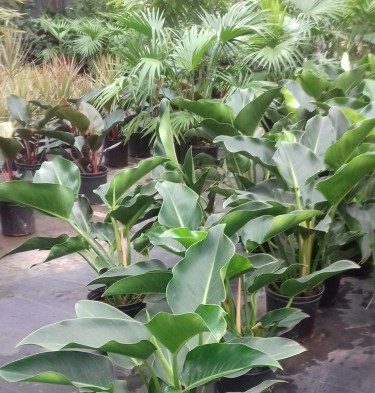 Beautiful Philodendron Congo Plant For Sale 