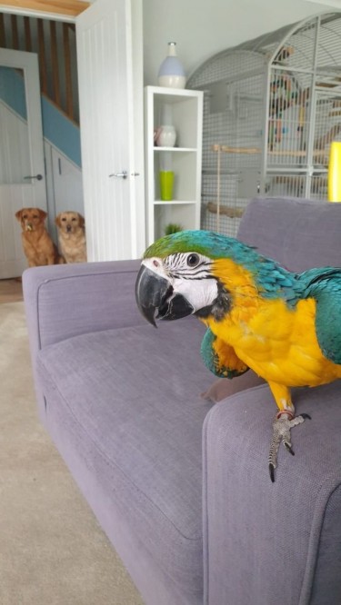 Blue & Gold Macaw/Indian Ringneck Parrots