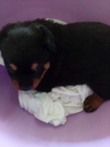 Champion Lineage Registered Rottweiler Pups.