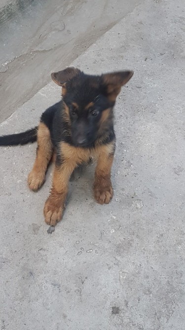 Male German Shepard Pups