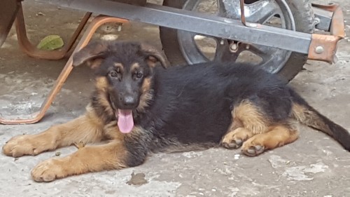 Male German Shepard Pups