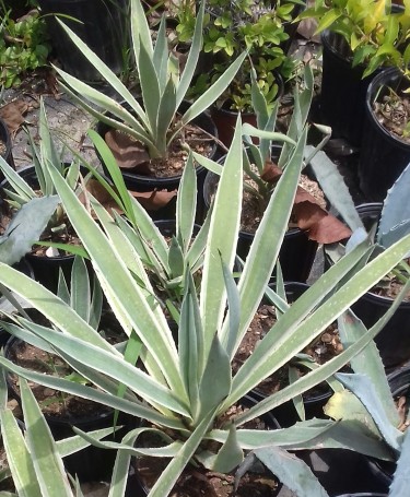 Beautiful Agave Plants For Sale 