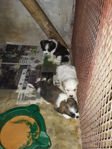 Shih Tzu Puppies Available For Sale!