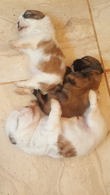 Shih-Tzu Poodle Pups. Male&Female