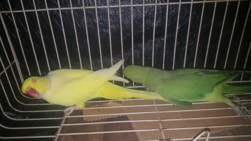 Ringnecks Parrots ( Yellow Male/green Female)