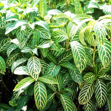 Beautiful Pisonia Plants For 