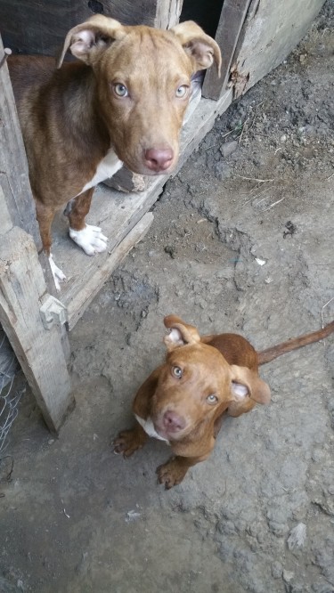 RED Nose Pitbull Puppies 