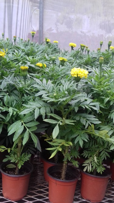 Beautiful Marigold Plants For Sale 