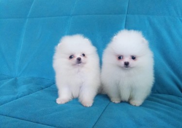 Good Looking Pomeranian Puppies For Adoption