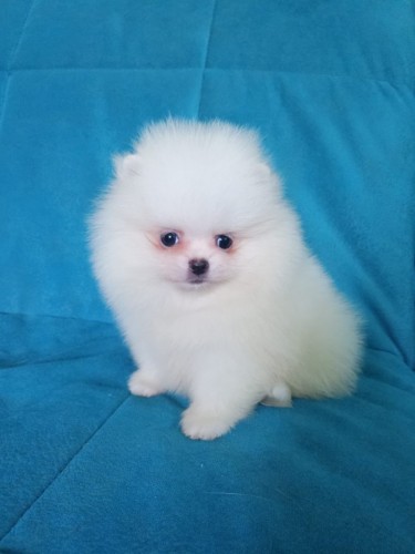 Good Looking Pomeranian Puppies For Adoption